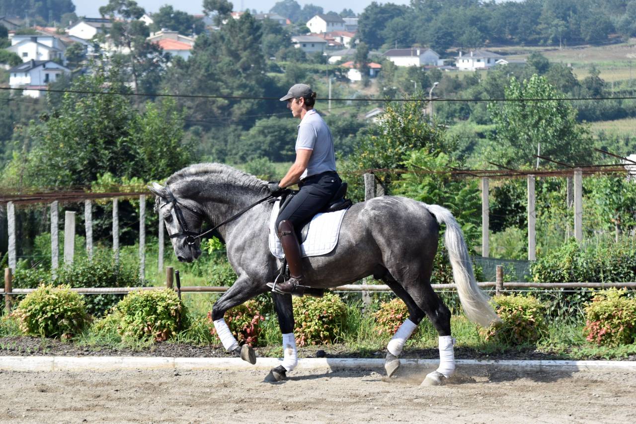 Gelding PRE Pure Spanish Bred For sale 2021 Grey
