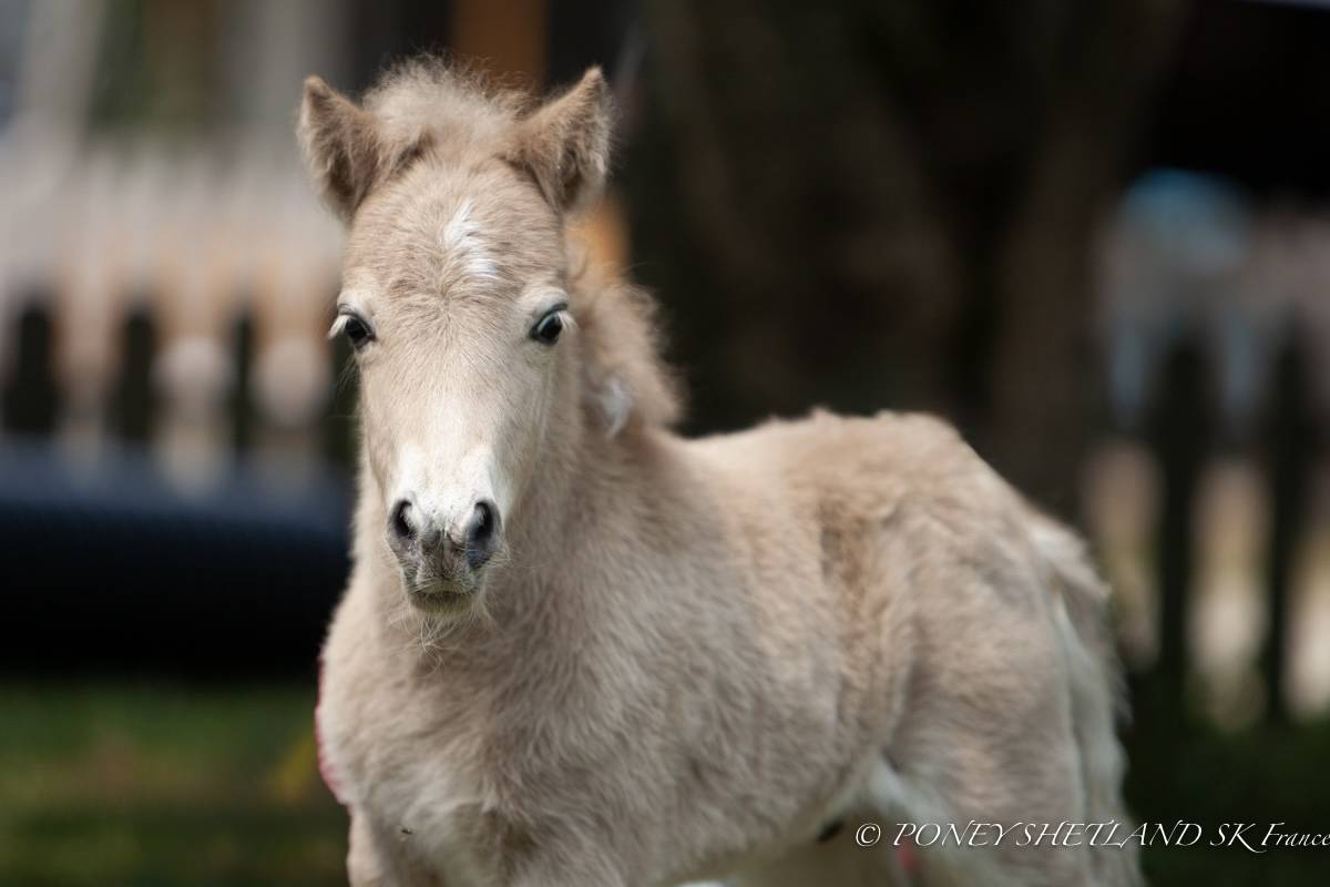 Colt Shetland Pony For sale 2025 Palomino