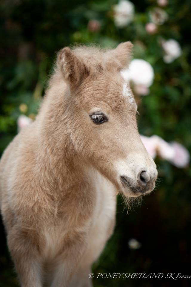 Colt Shetland Pony For sale 2025 Palomino