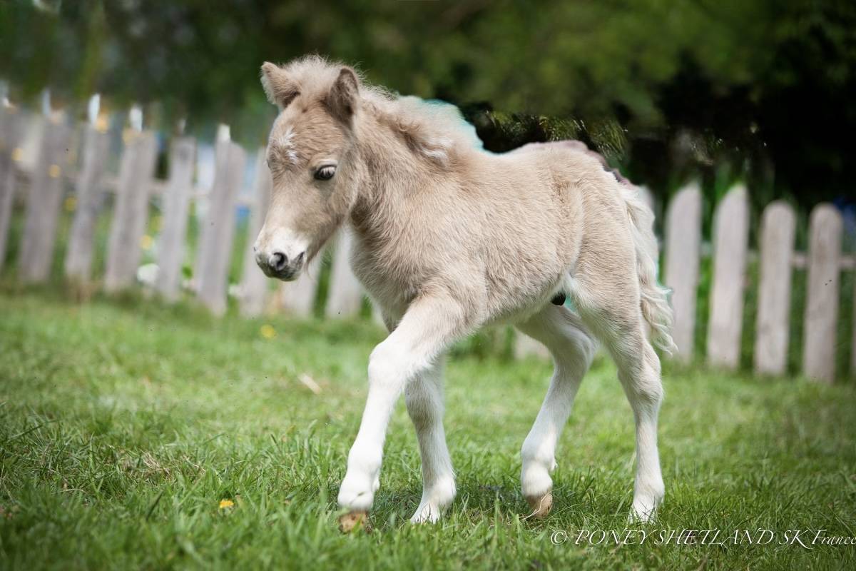Colt Shetland Pony For sale 2025 Palomino