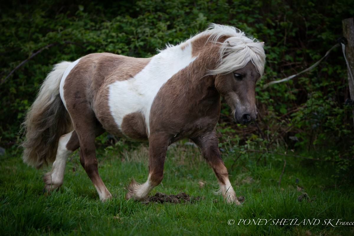 Colt Shetland Pony For sale 2025 Palomino