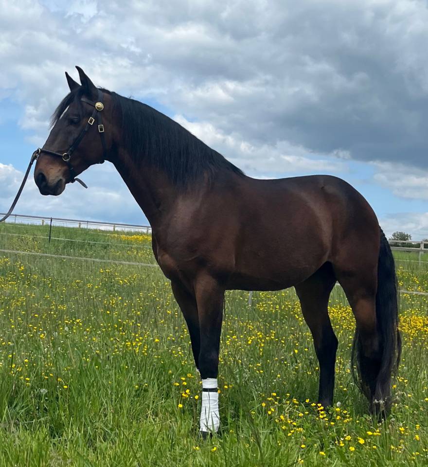 Gelding Lusitano For sale 2015 Bay