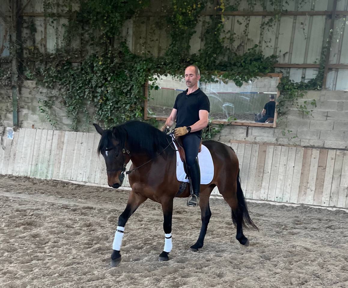 Gelding Lusitano For sale 2015 Bay