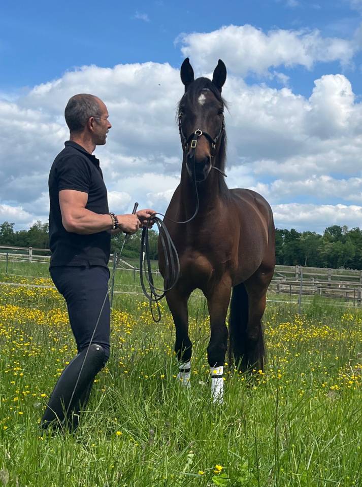 Gelding Lusitano For sale 2015 Bay