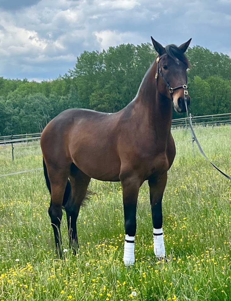 Gelding Lusitano For sale 2015 Bay