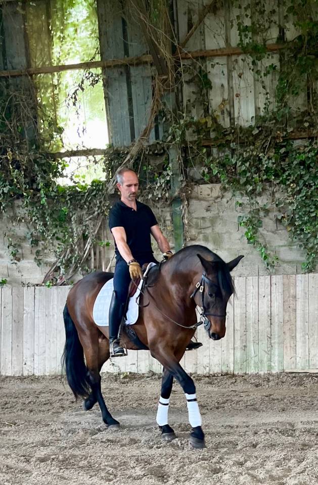 Gelding Lusitano For sale 2015 Bay