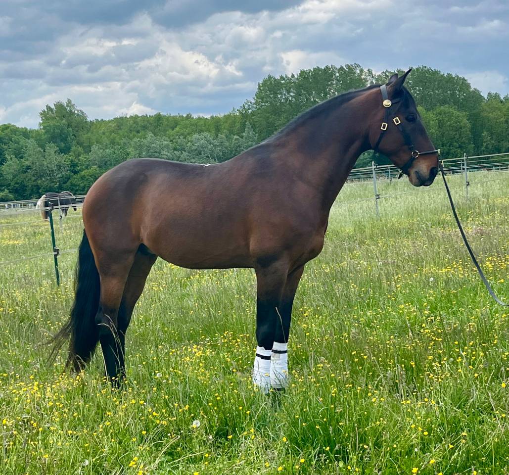Gelding Lusitano For sale 2015 Bay