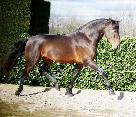 Gelding Lusitano For sale 2015 Bay