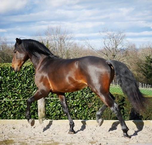 Gelding Lusitano For sale 2015 Bay