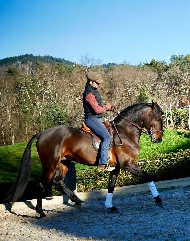 Gelding Lusitano For sale 2015 Bay