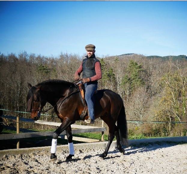 Gelding Lusitano For sale 2015 Bay