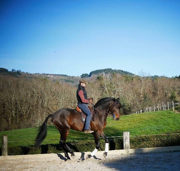 Gelding Lusitano For sale 2015 Bay