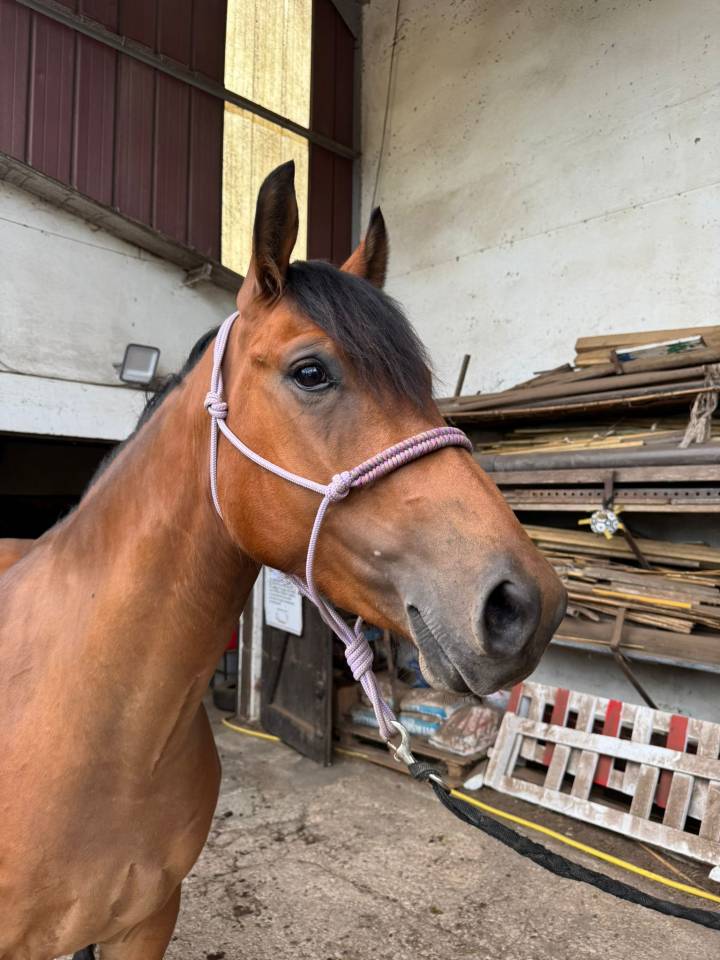 Gelding Selle Français For sale 2022 Bay