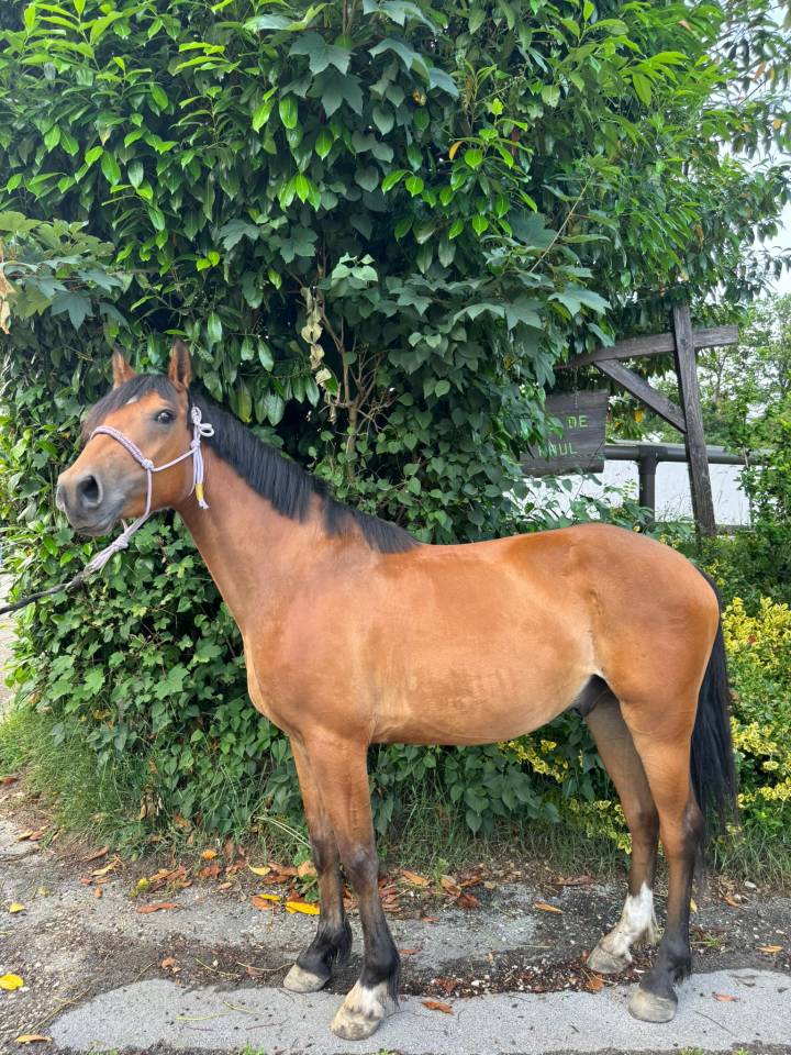 Gelding Selle Français For sale 2022 Bay