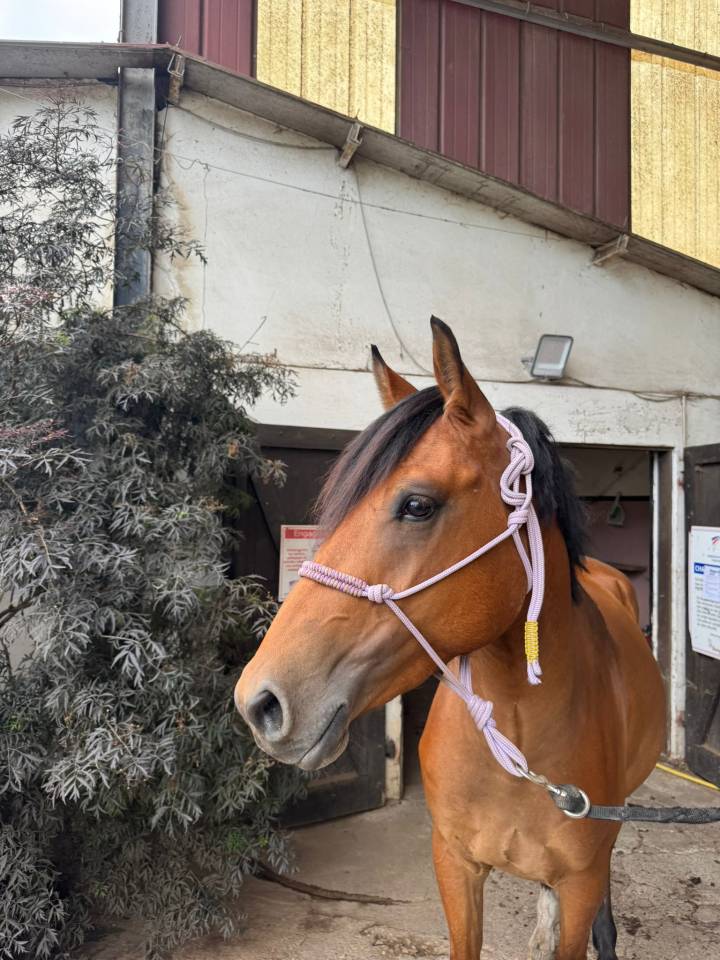Gelding Selle Français For sale 2022 Bay