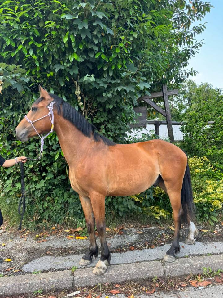 Gelding Selle Français For sale 2022 Bay