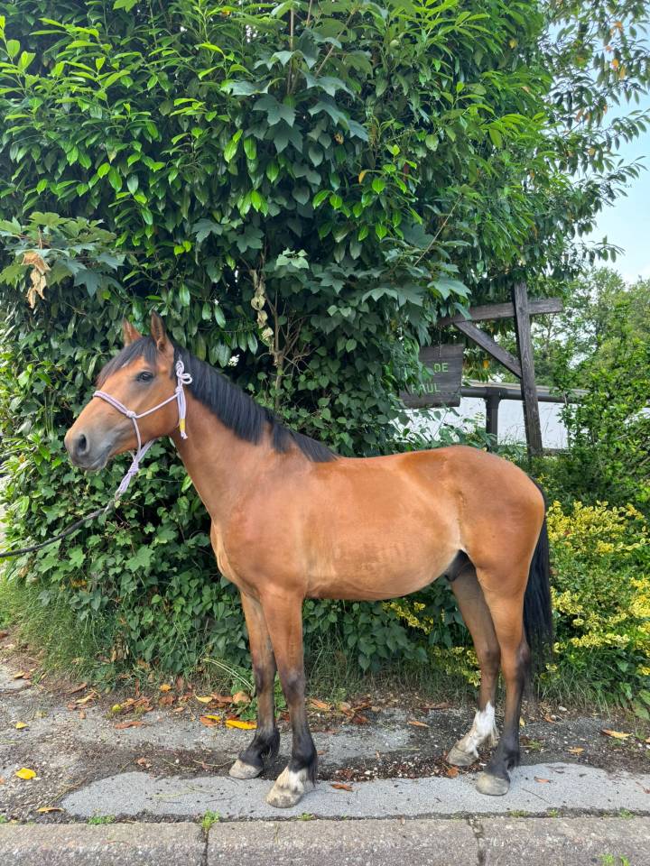 Gelding Selle Français For sale 2022 Bay