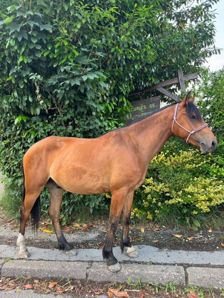 Gelding Selle Français For sale 2022 Bay