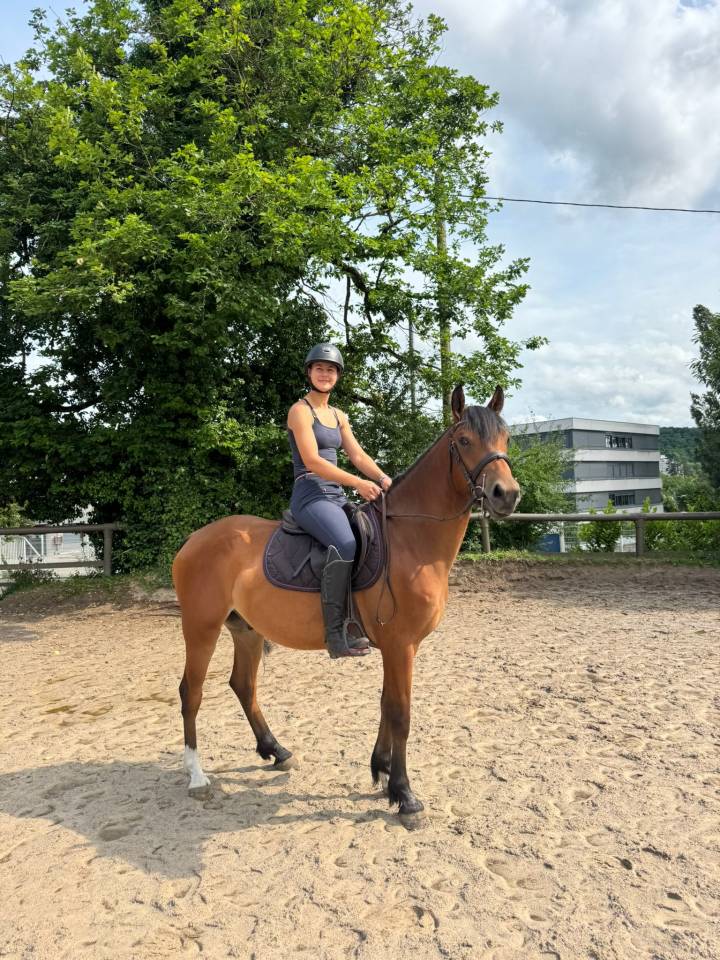 Gelding Selle Français For sale 2022 Bay