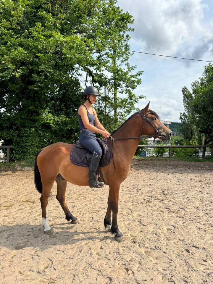 Gelding Selle Français For sale 2022 Bay