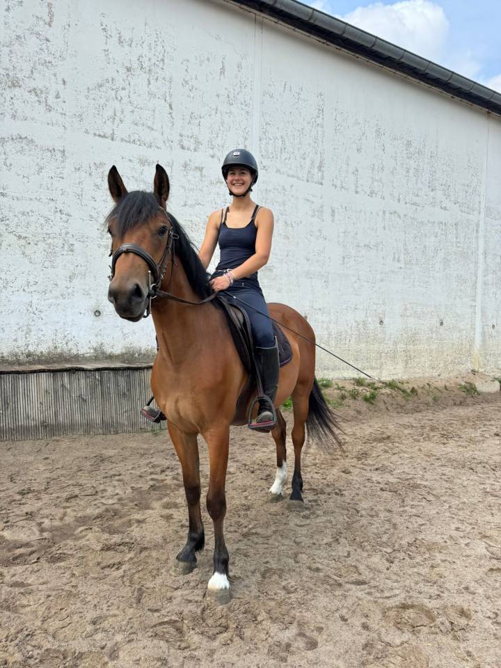 Gelding Selle Français For sale 2022 Bay