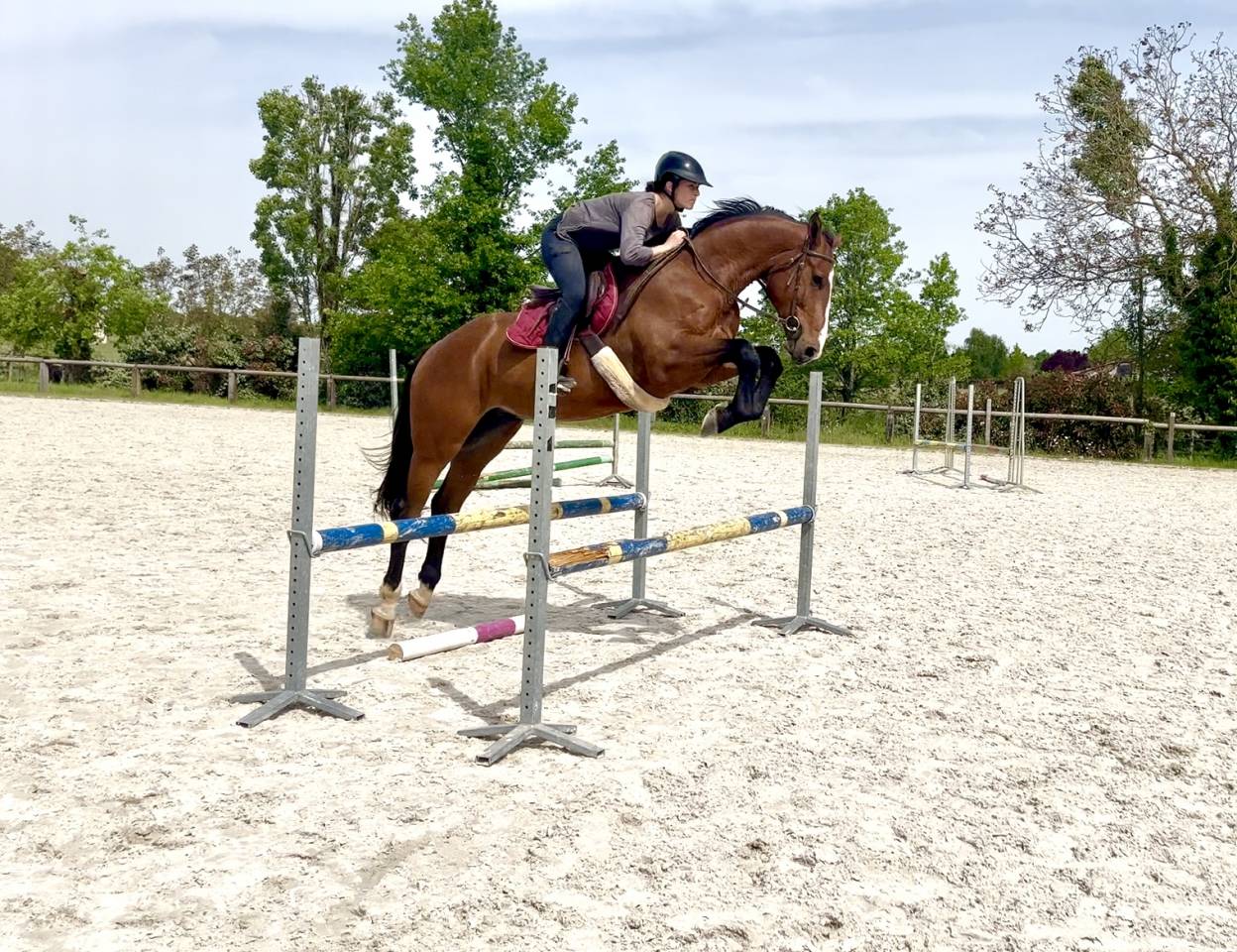 Gelding Selle Français For sale 2020 Bay