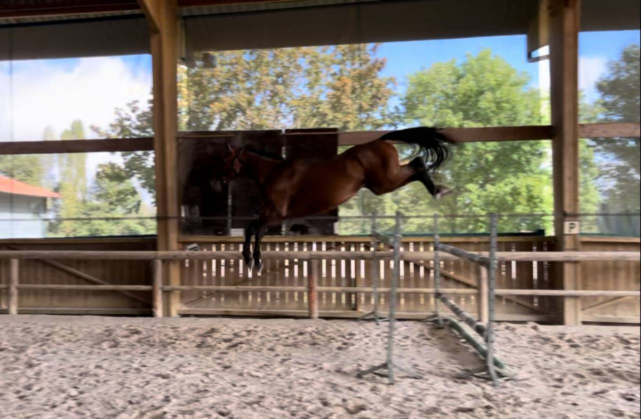 Gelding Selle Français For sale 2020 Bay