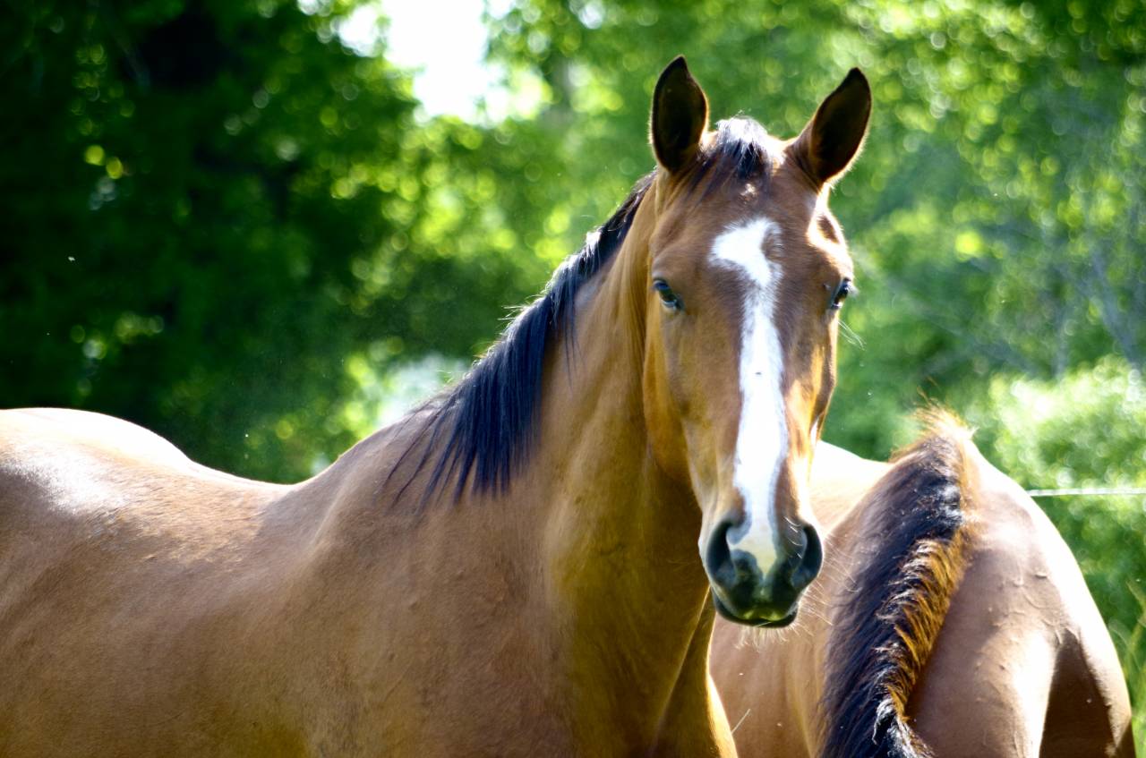 Gelding Selle Français For sale 2020 Bay