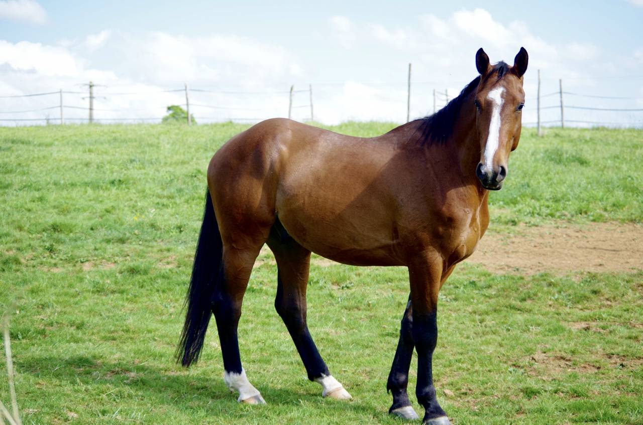 Gelding Selle Français For sale 2020 Bay