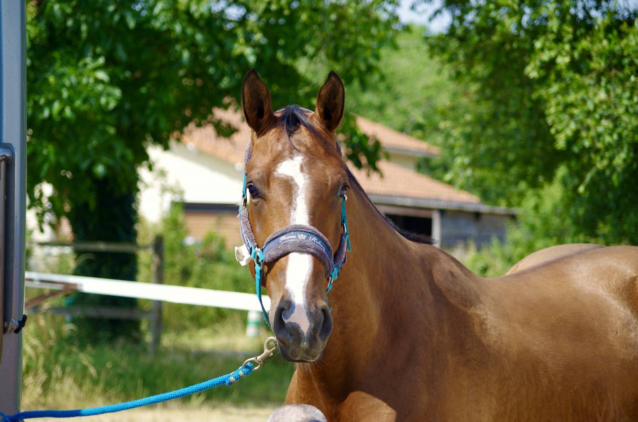 Gelding Selle Français For sale 2020 Bay