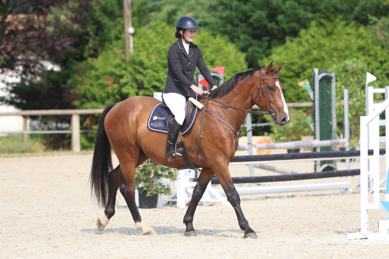 Gelding Selle Français For sale 2020 Bay