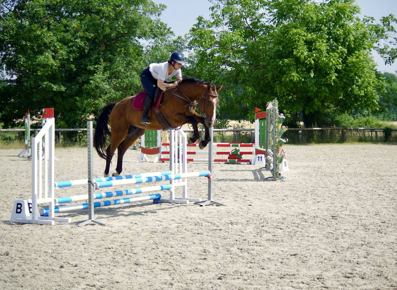 Gelding Selle Français For sale 2020 Bay