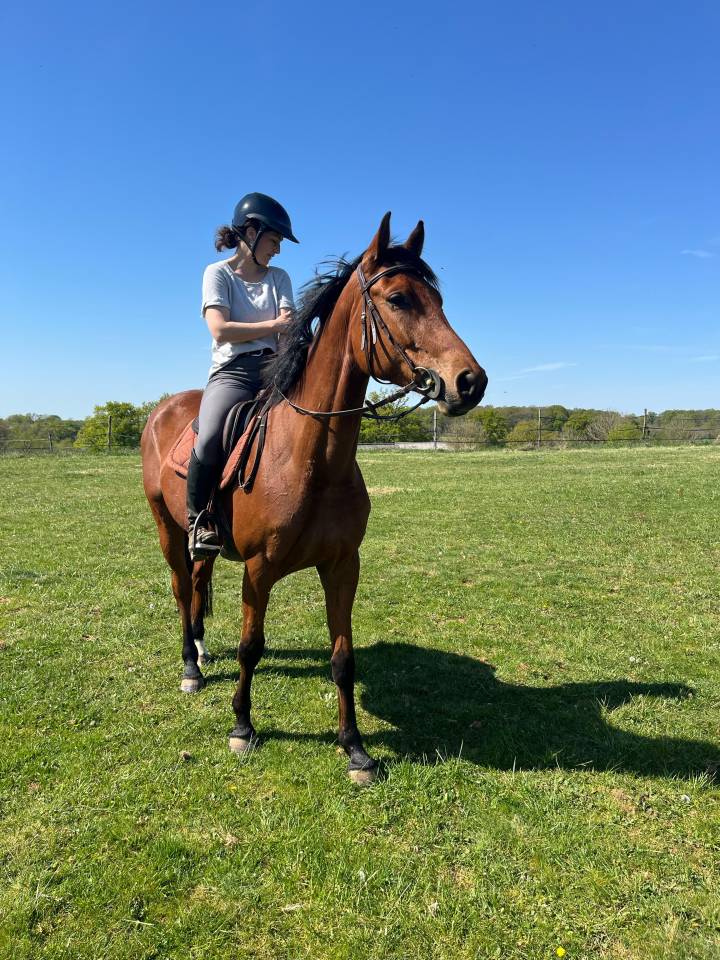 Mare KWPN Dutch Warmblood For sale 2021 Bay