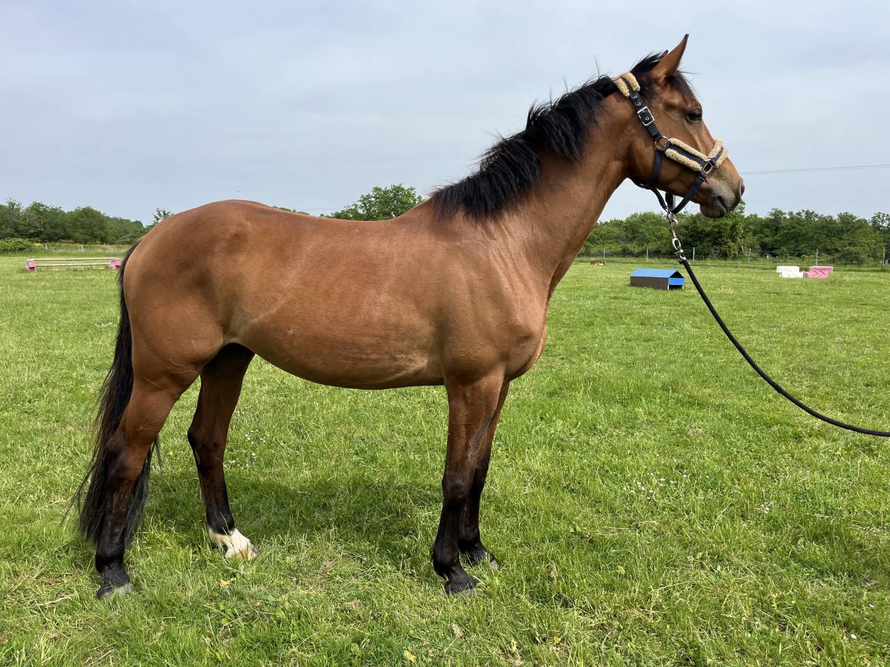 Mare KWPN Dutch Warmblood For sale 2021 Bay