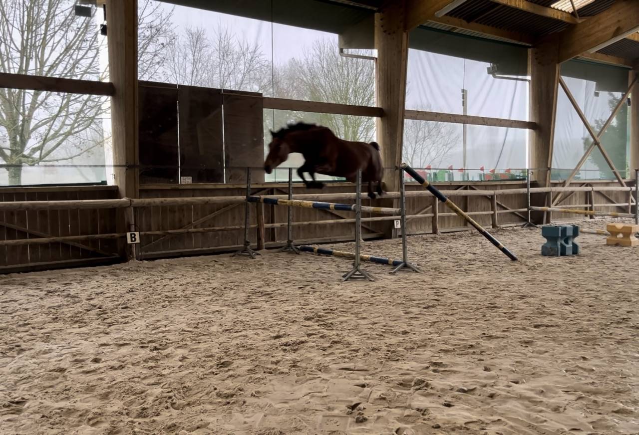 Mare KWPN Dutch Warmblood For sale 2021 Bay