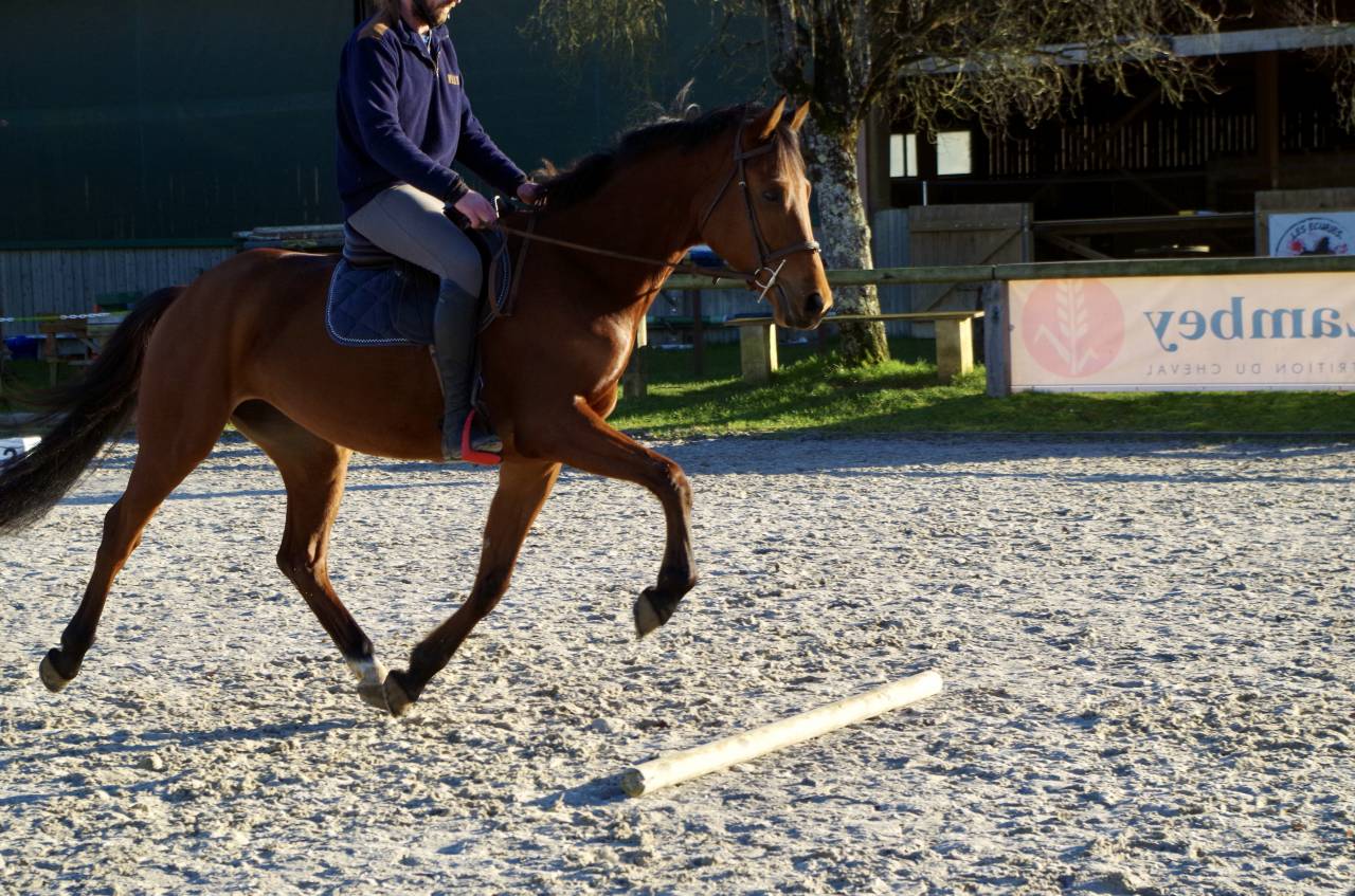 Mare KWPN Dutch Warmblood For sale 2021 Bay