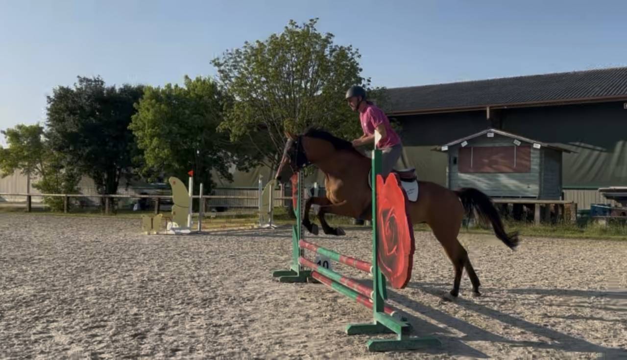 Mare KWPN Dutch Warmblood For sale 2021 Bay