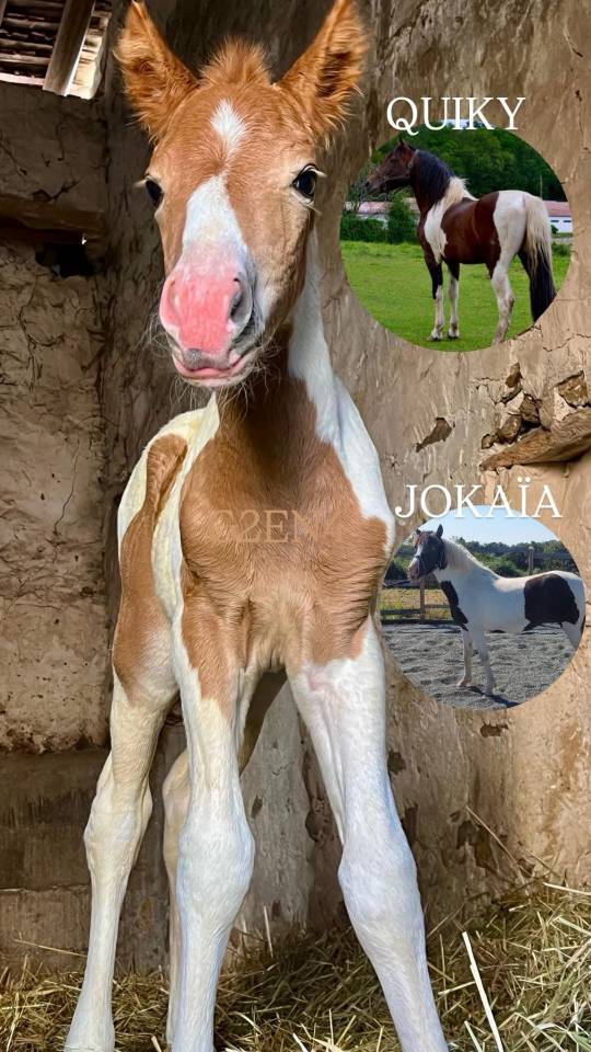 Colt Pottok  For sale 2025 Coloured