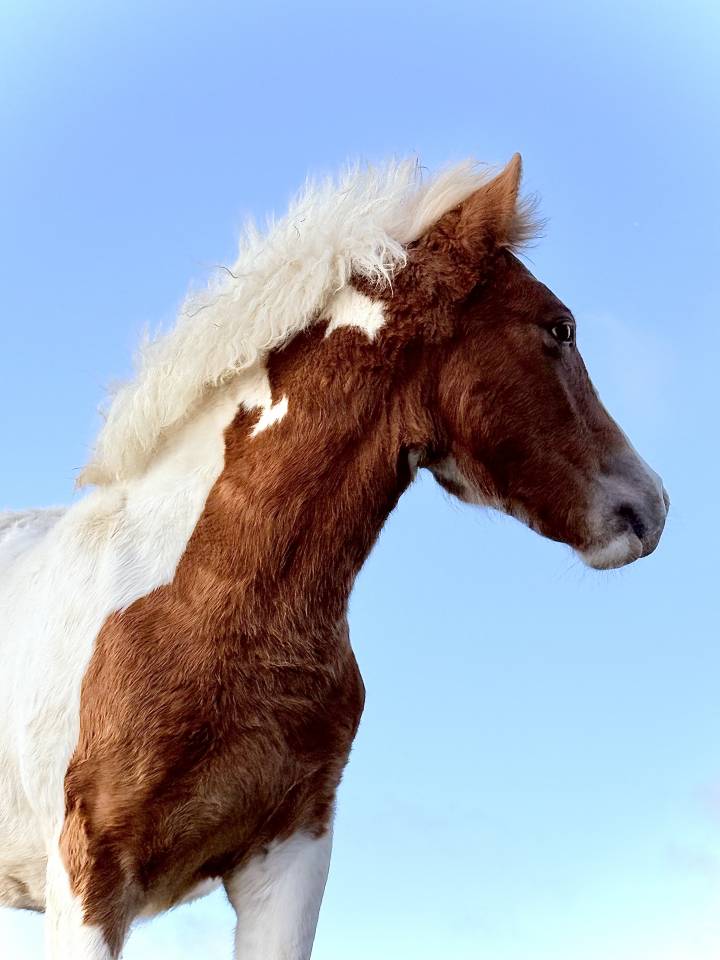 Colt Pottok  For sale 2025 Coloured