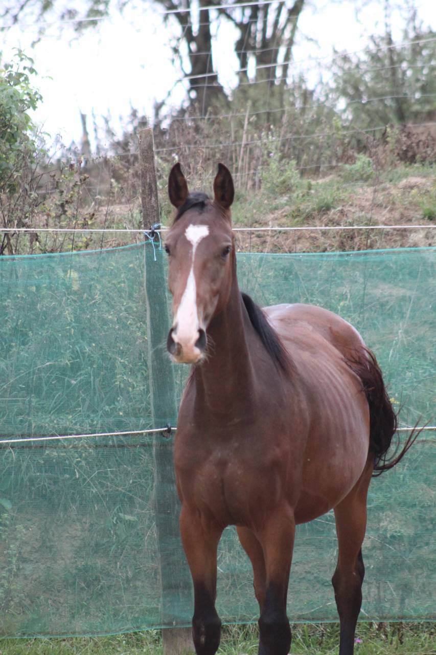 Filly Selle Français For sale 2022 Dark Bay