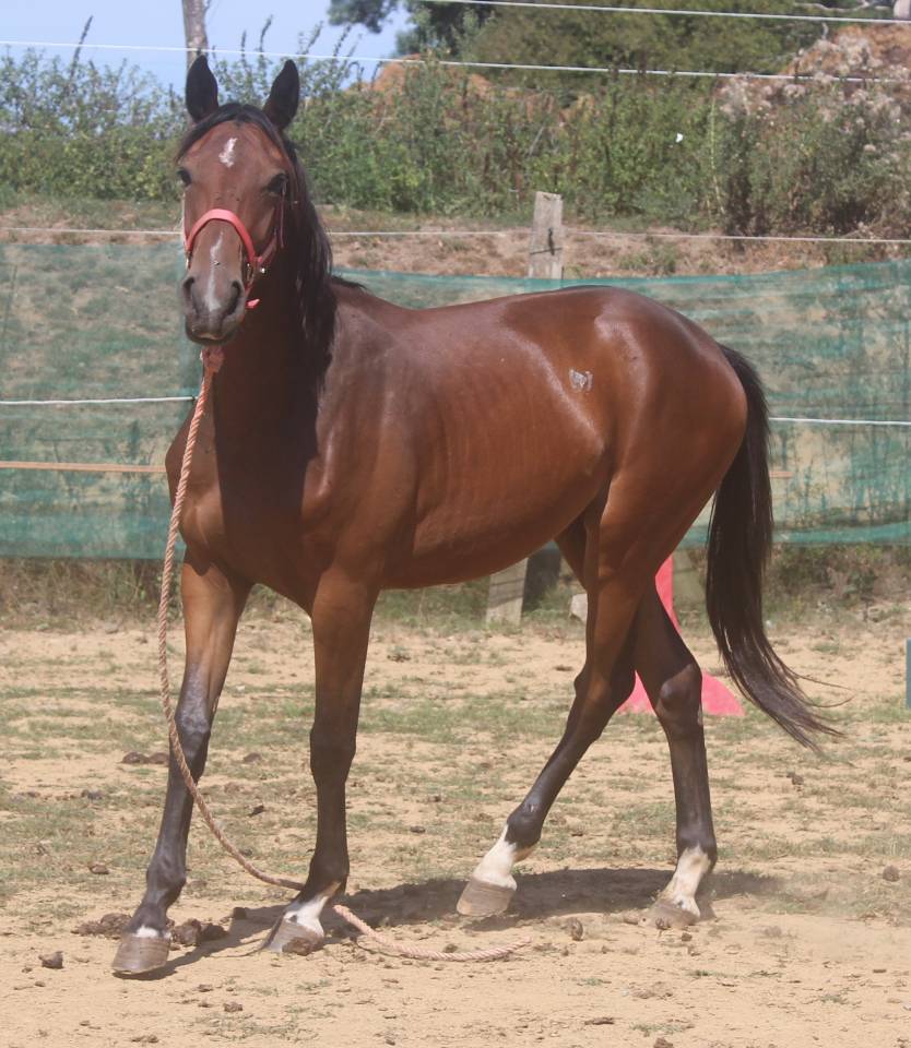 Filly Selle Français For sale 2022 Dark Bay