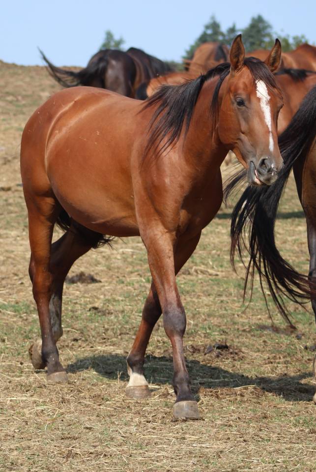 Filly Selle Français For sale 2022 Dark Bay