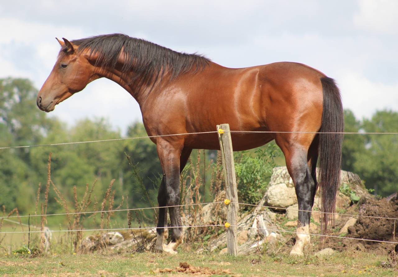 Filly Selle Français For sale 2022 Dark Bay