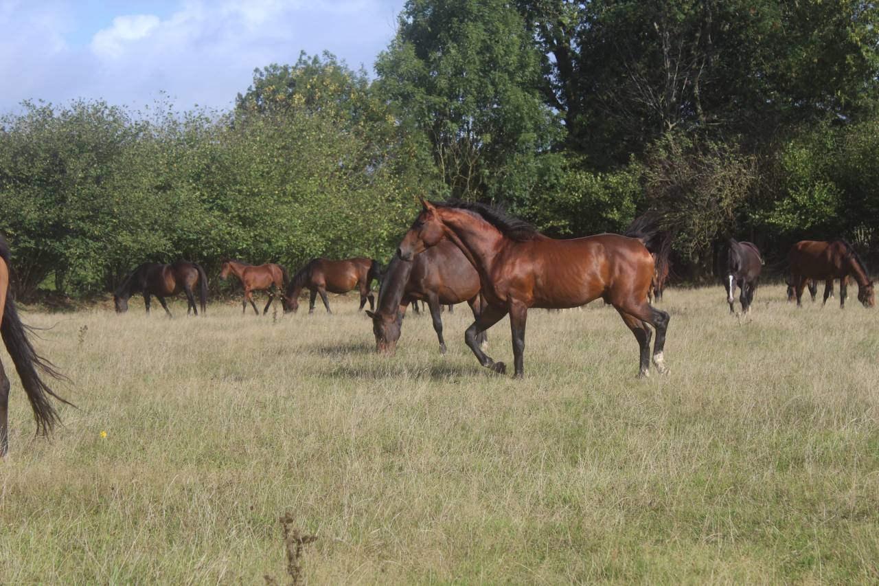 Filly Selle Français For sale 2022 Dark Bay