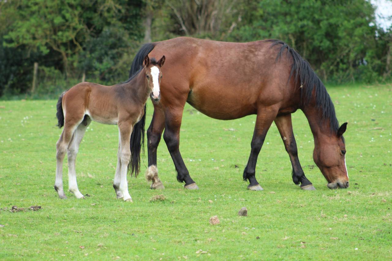 Filly Selle Français For sale 2022 Dark Bay