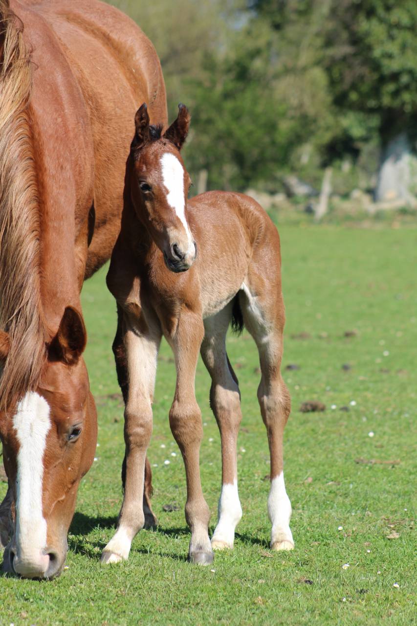 Filly Selle Français For sale 2022 Dark Bay