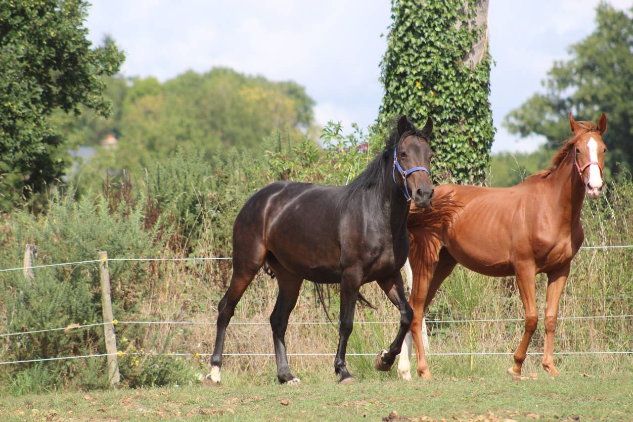 Filly Selle Français For sale 2022 Dark Bay