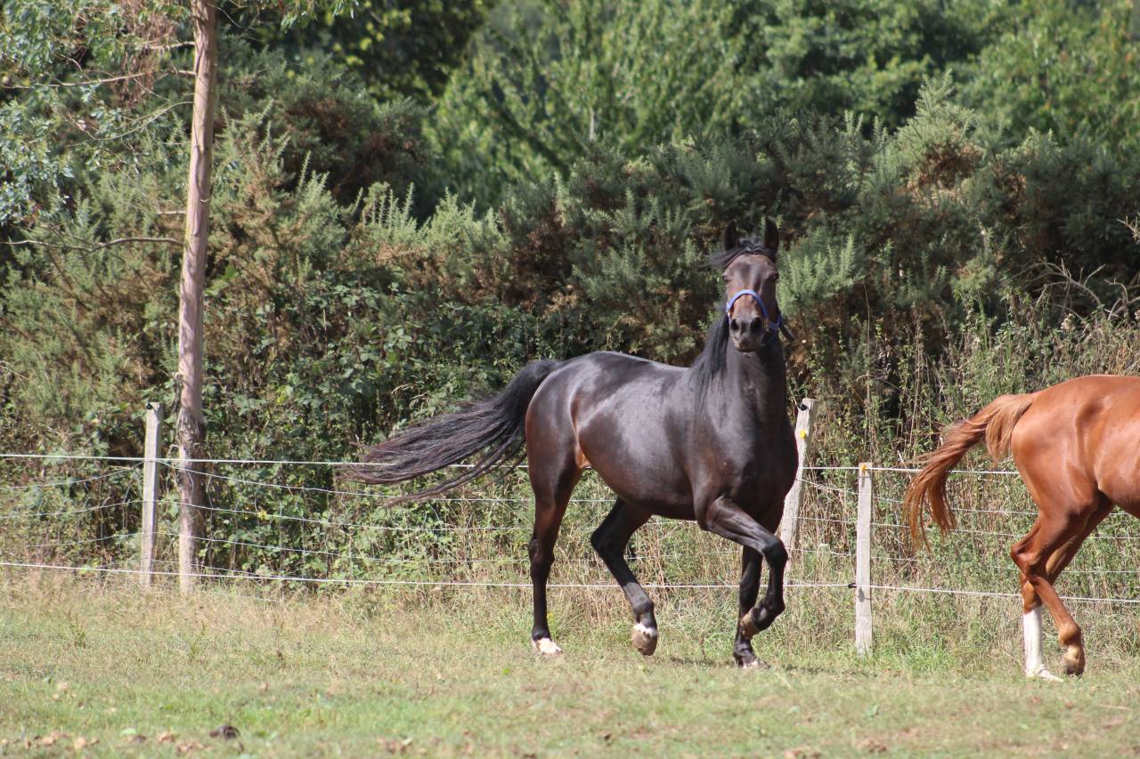 Filly Selle Français For sale 2022 Dark Bay