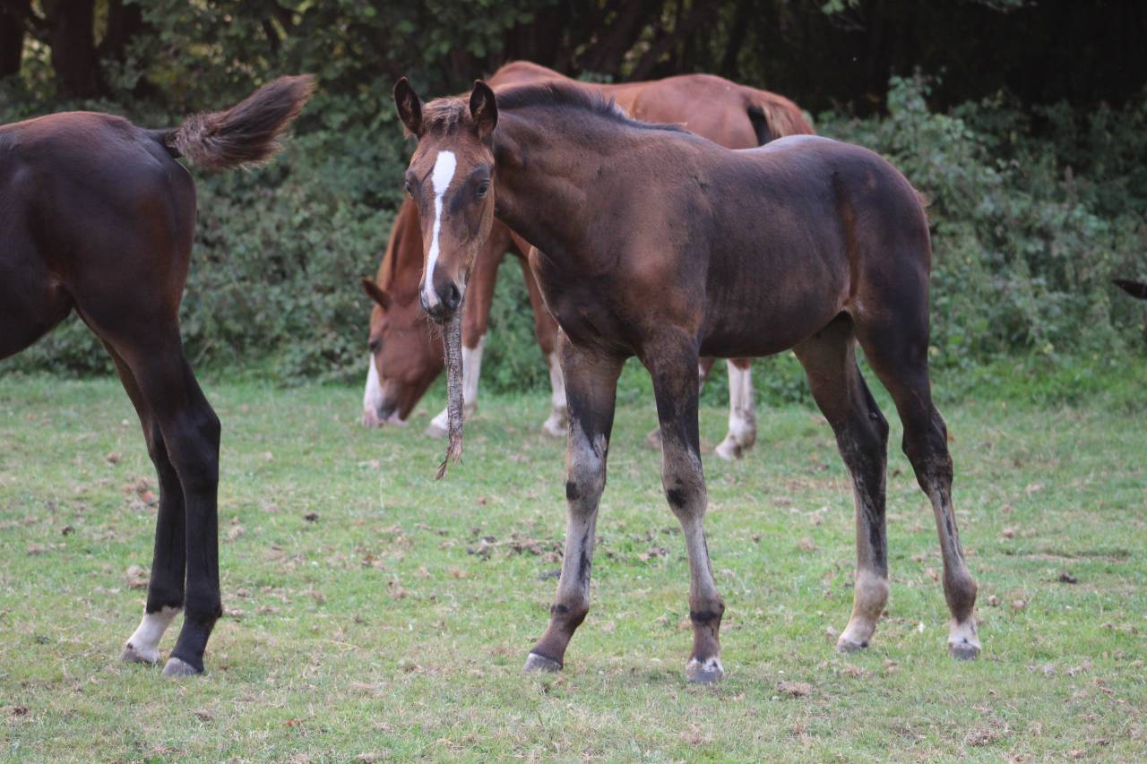 Filly Selle Français For sale 2022 Dark Bay