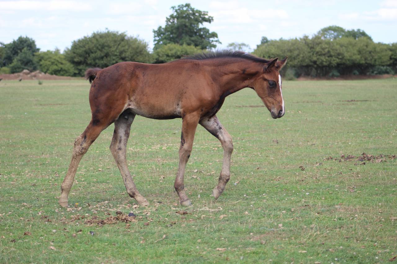 Filly Selle Français For sale 2022 Dark Bay
